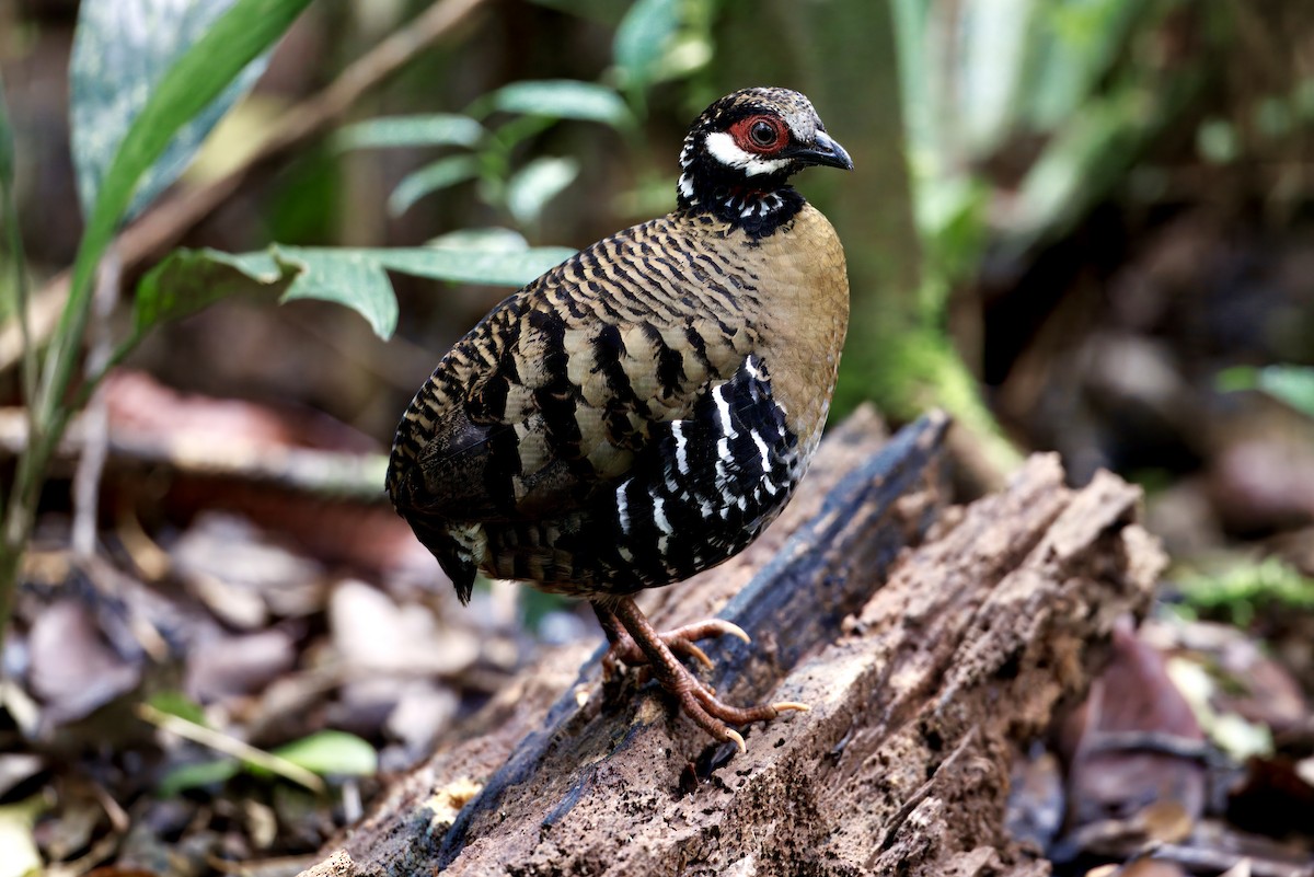Roll's Partridge - ML643440337