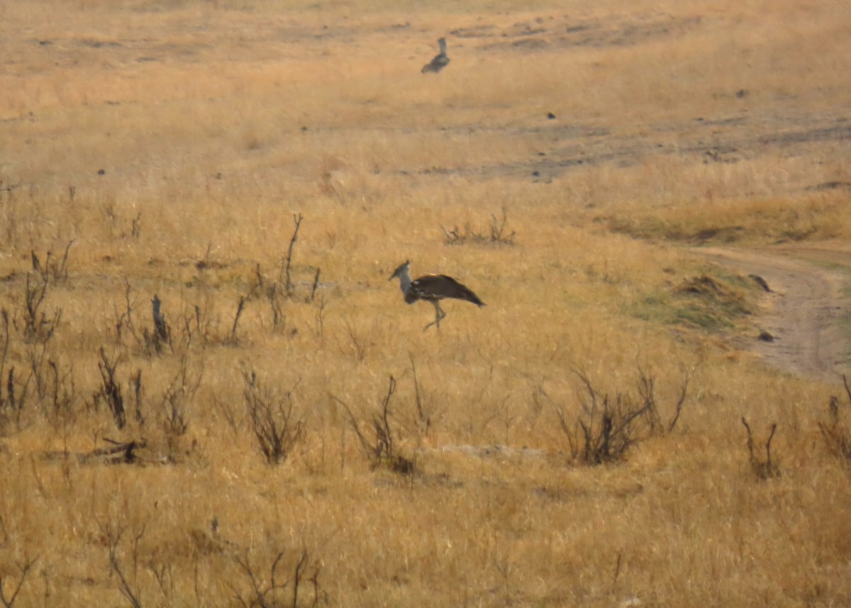 Kori Bustard - ML643440343
