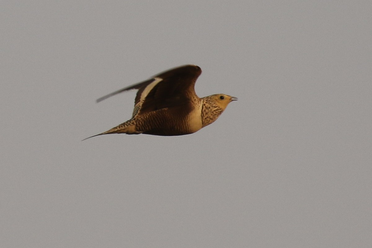 Chestnut-bellied Sandgrouse - ML643440350