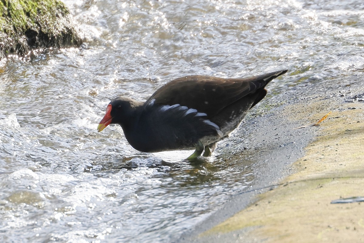 Eurasian Moorhen - ML643440351