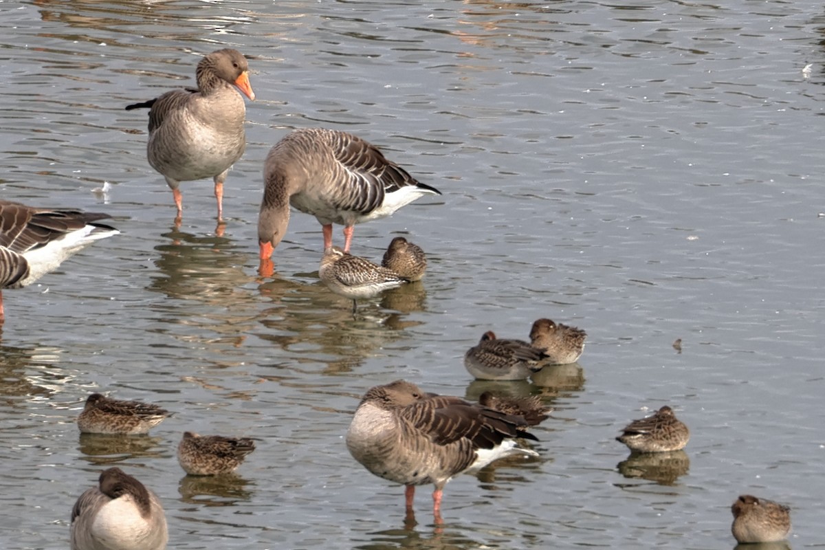 Bar-tailed Godwit - ML643440364
