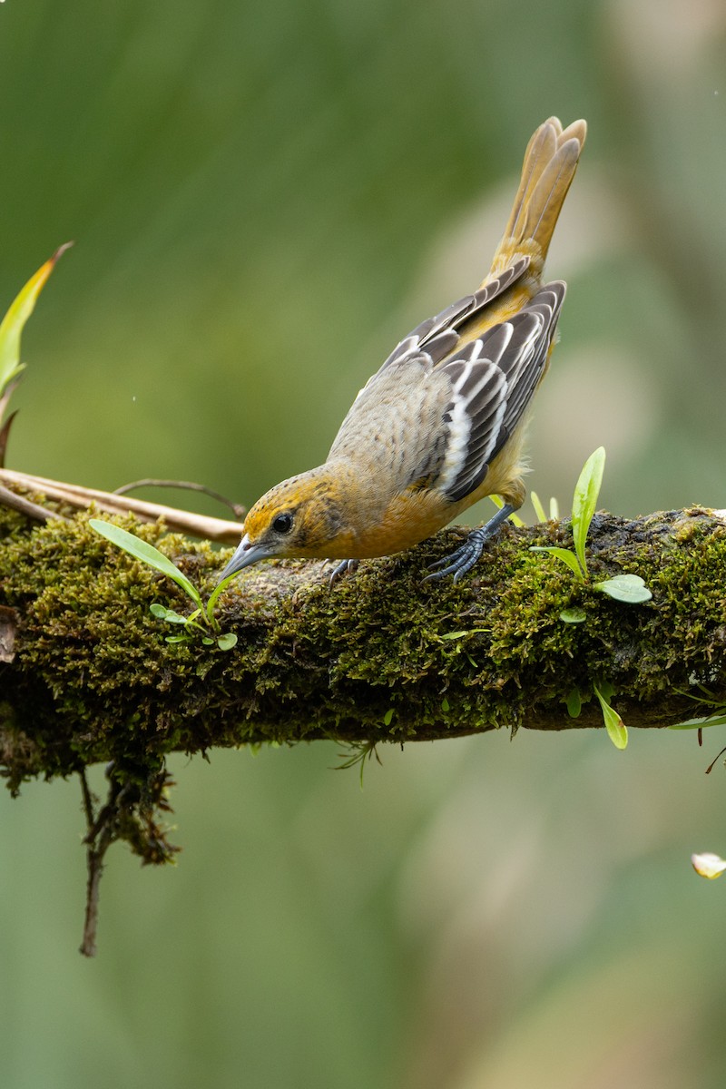 Baltimore Oriole - ML643440365