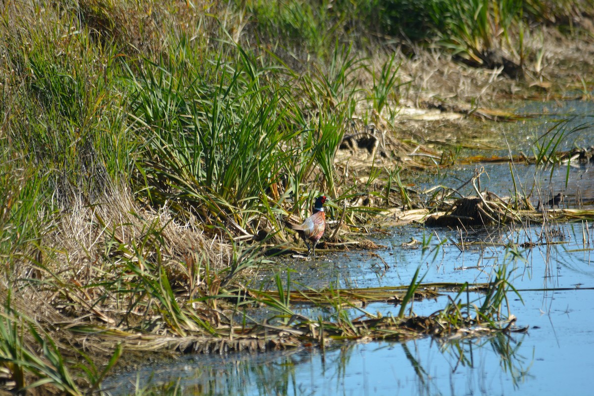 Ring-necked Pheasant - ML643440387