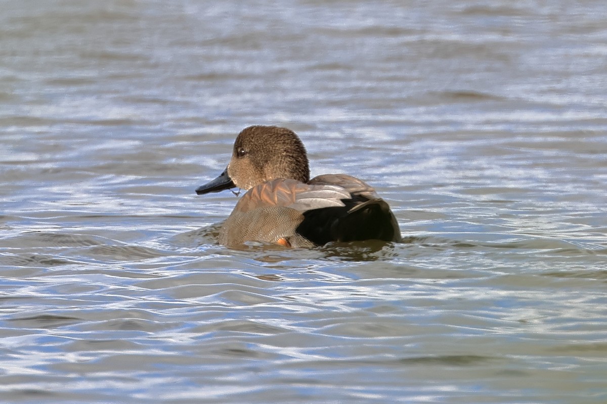 Gadwall - ML643440389