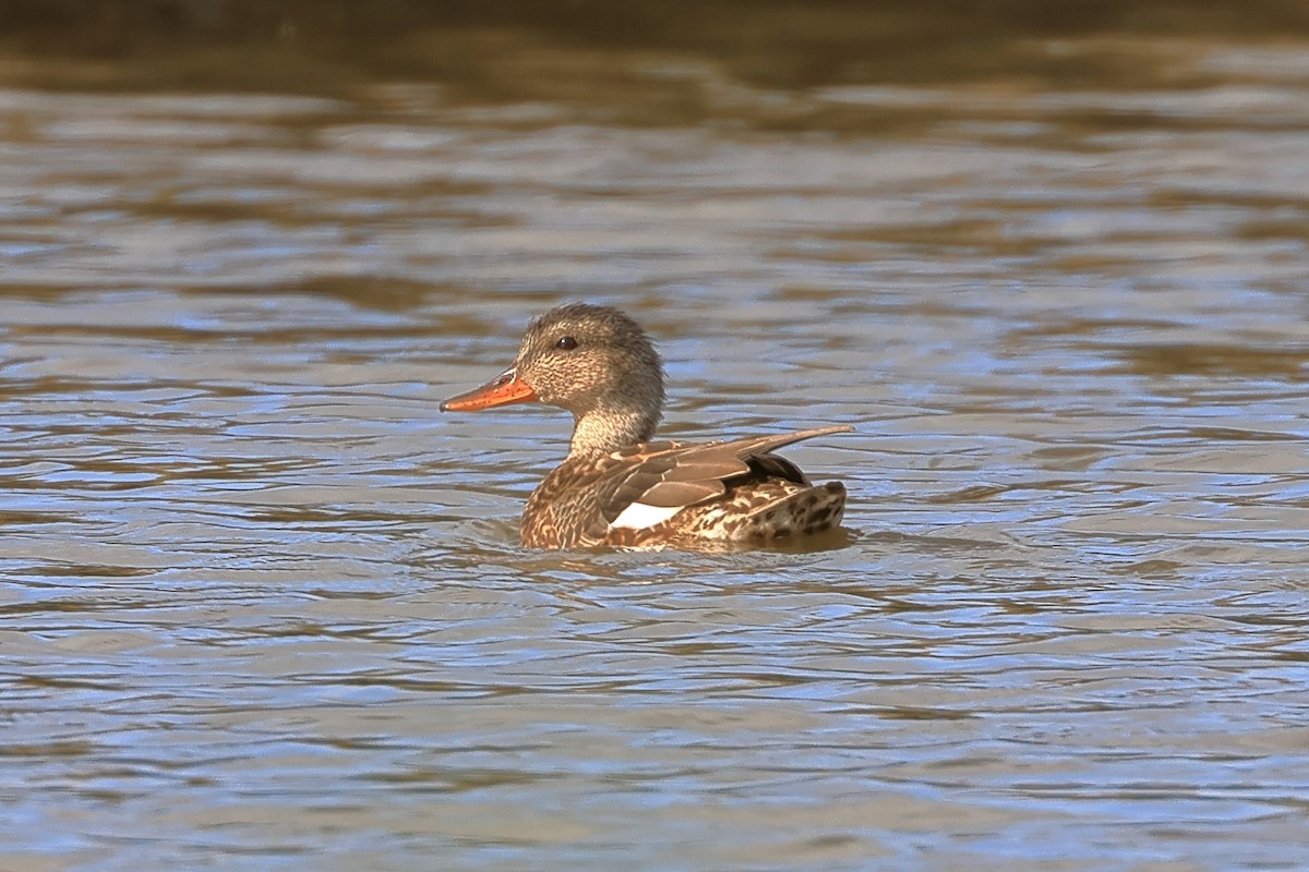 Gadwall - ML643440391
