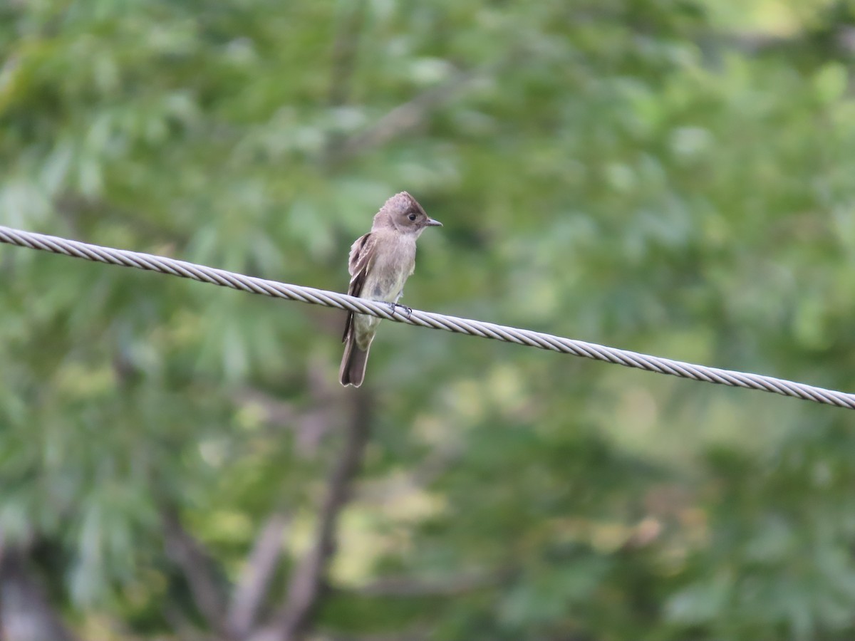Northern Tropical Pewee - ML643440393