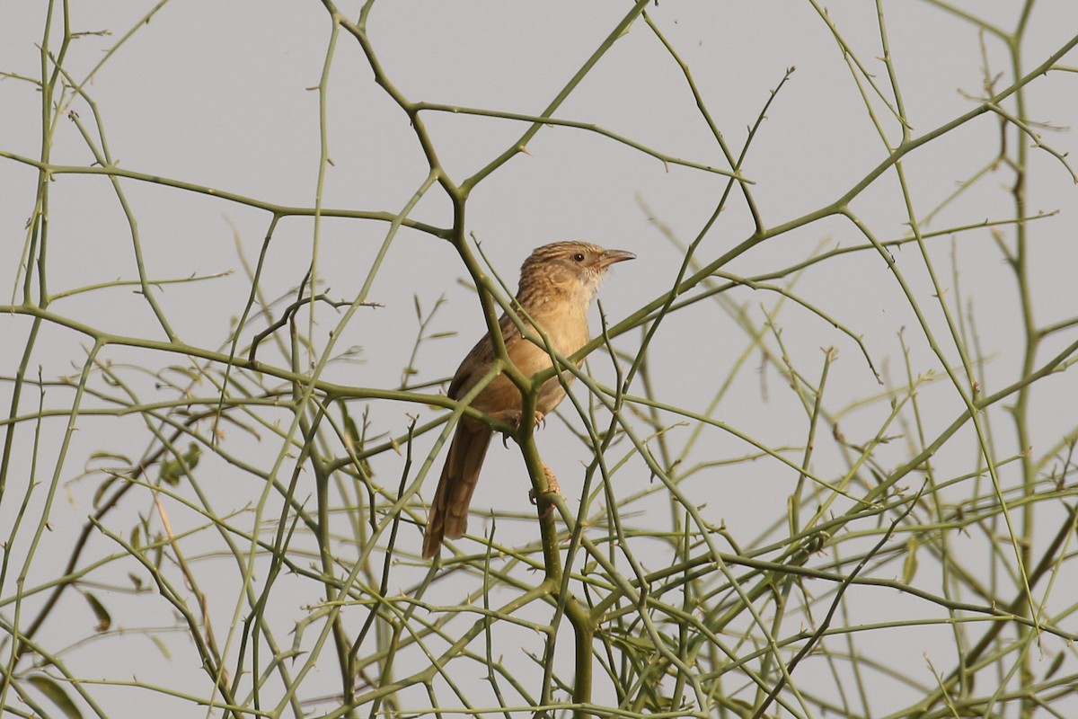 Common Babbler - ML643440399