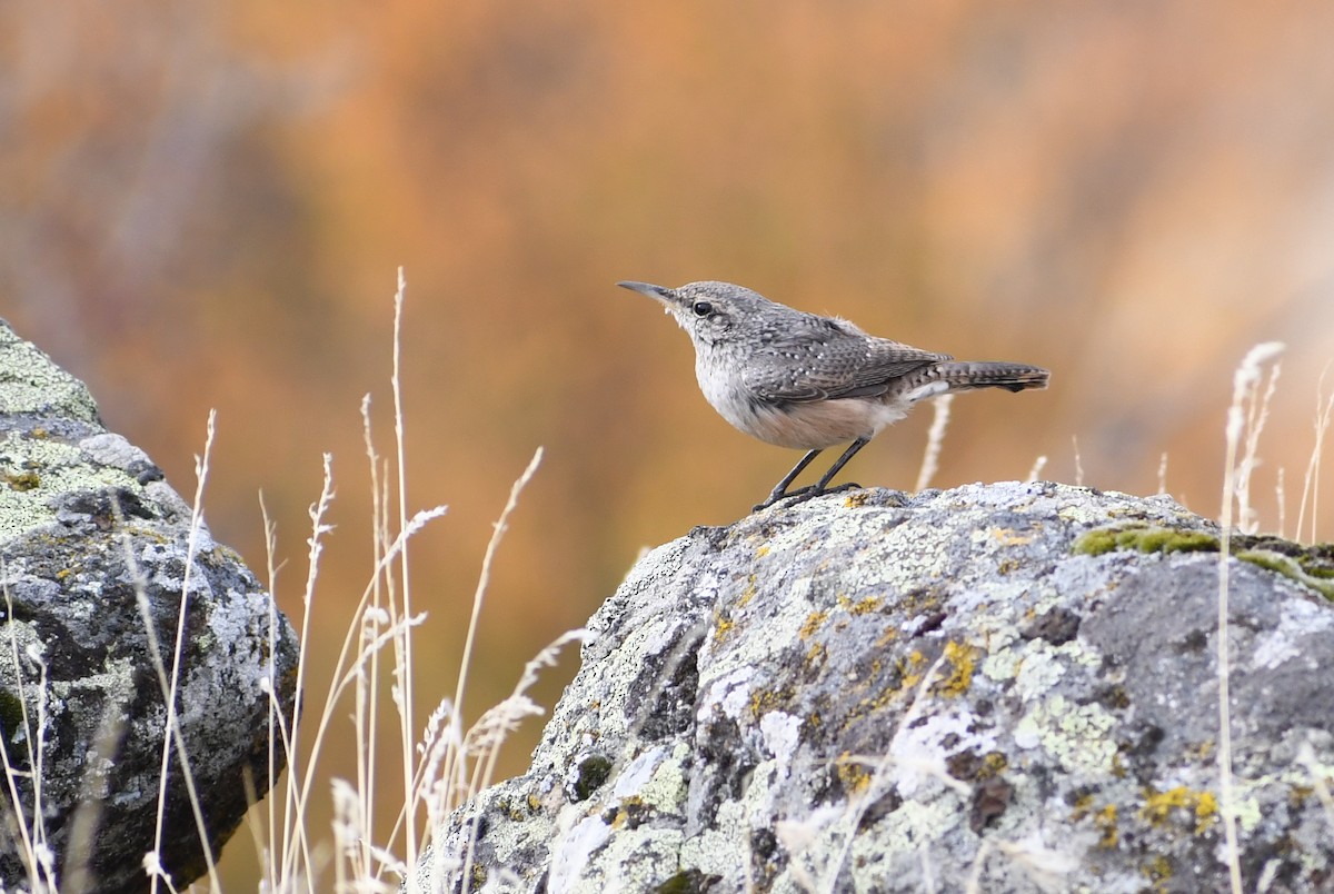 Rock Wren - ML643440402