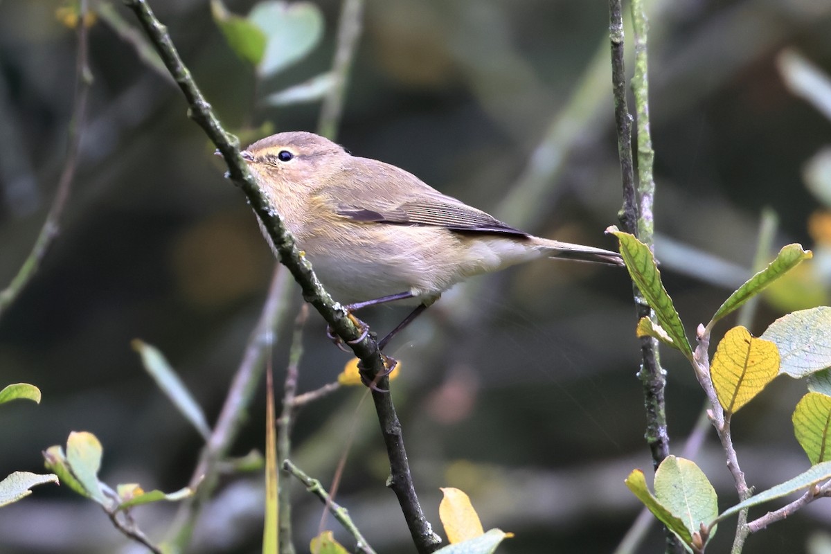 Common Chiffchaff - ML643440405