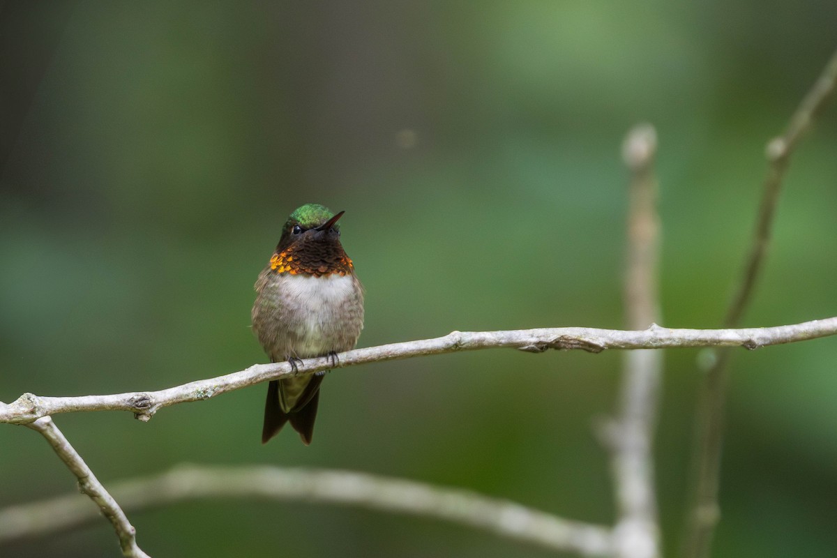 Ruby-throated Hummingbird - ML643440410