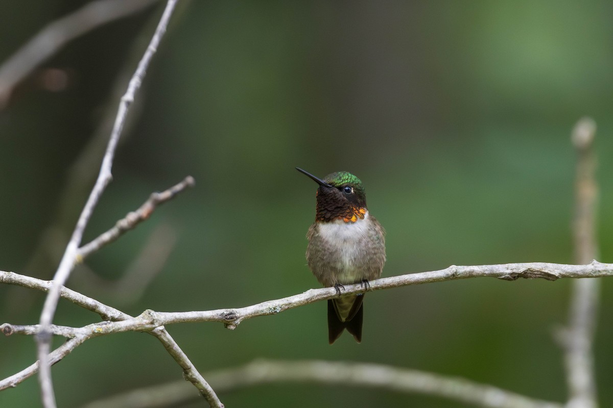 Ruby-throated Hummingbird - ML643440420