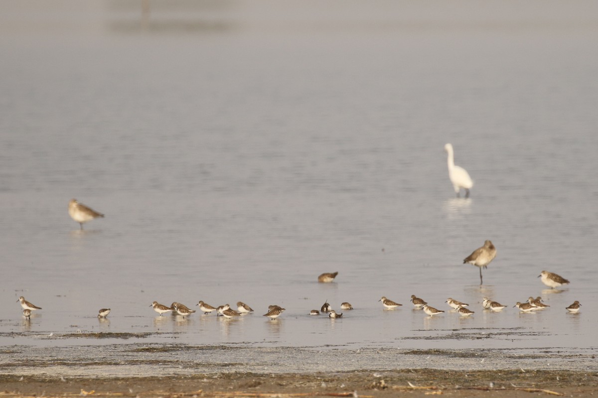 Little Stint - ML643440429