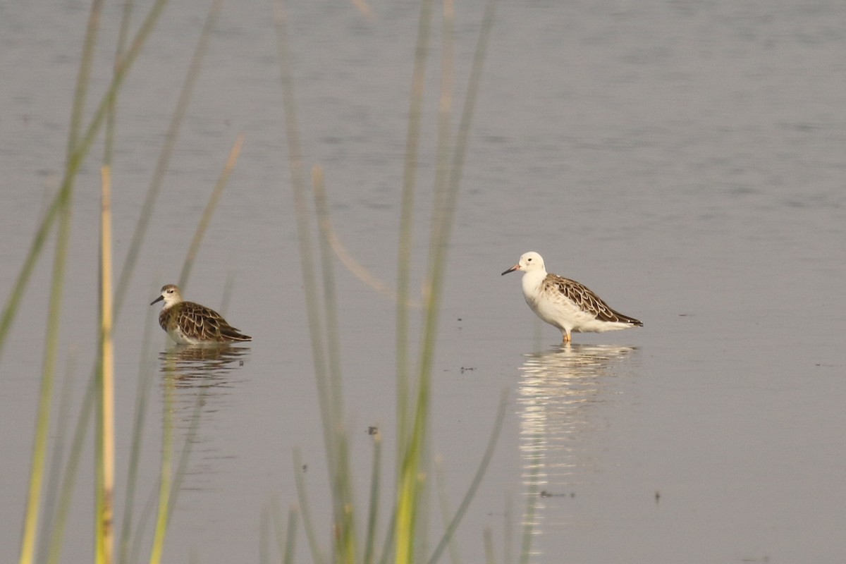 Ruff - ML643440451