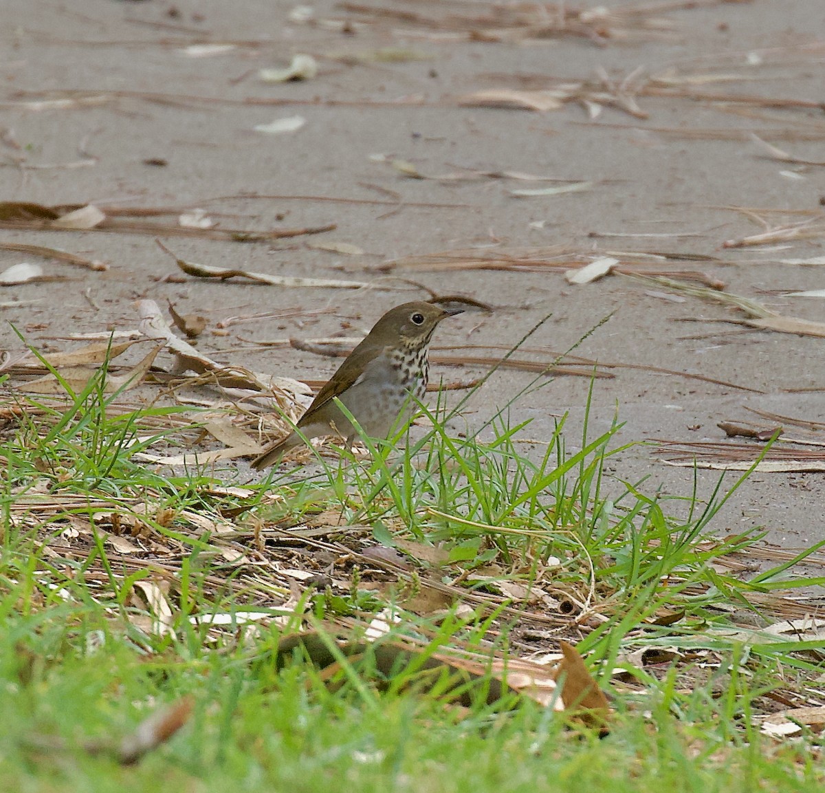 Hermit Thrush - ML643440453