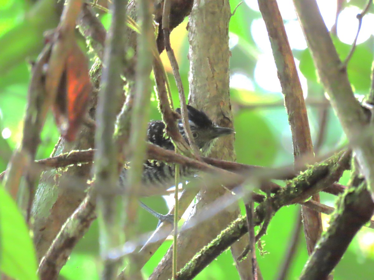 Barred Antshrike - ML643440456