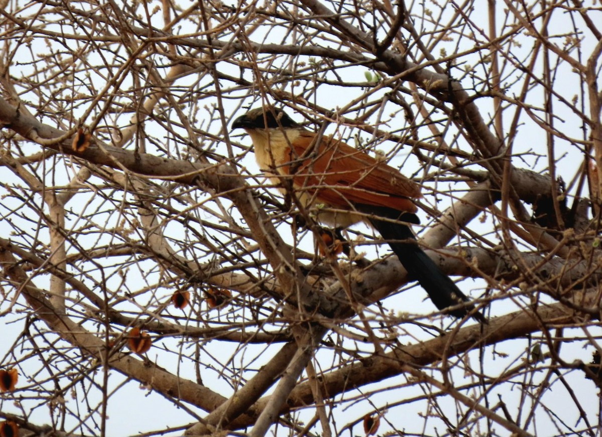 セネガルバンケン - ML643440461