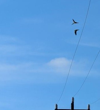 Brown-throated Parakeet - ML643440466