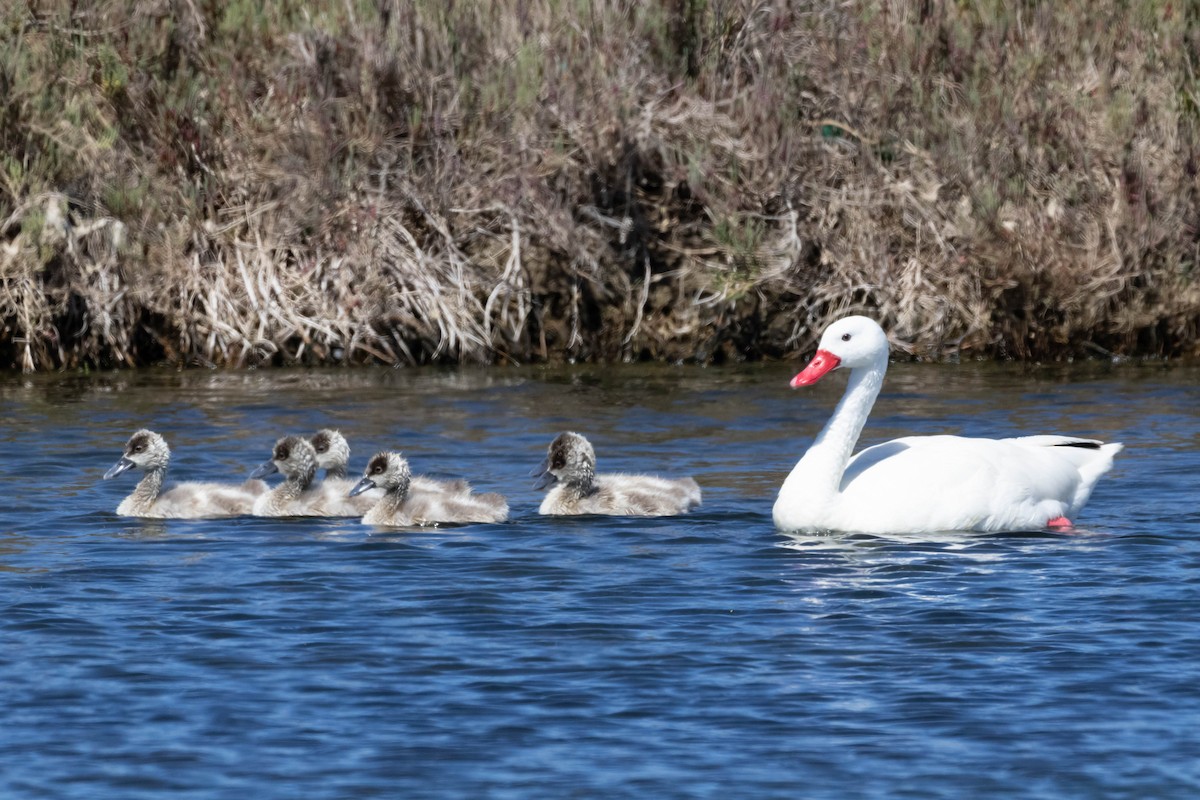 Coscoroba Swan - ML643440467