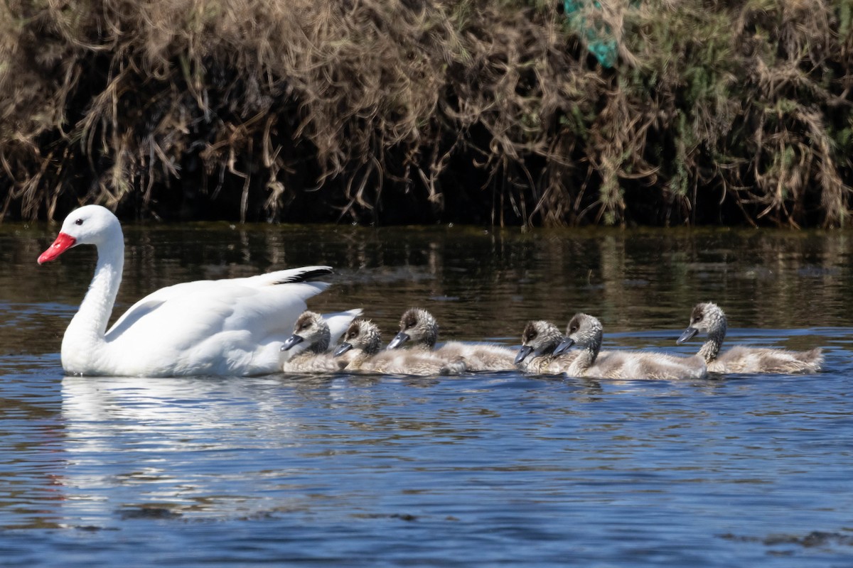Coscoroba Swan - ML643440468