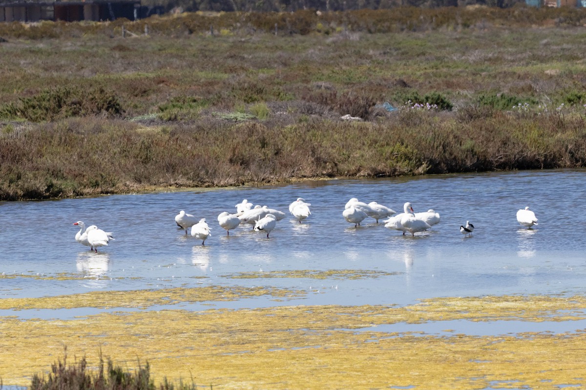 Coscoroba Swan - ML643440469