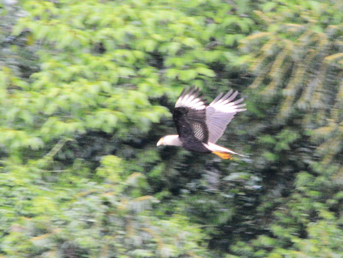 Crested Caracara - ML643440471