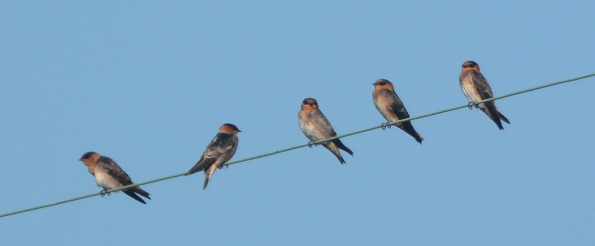 Cave Swallow - ML643440472