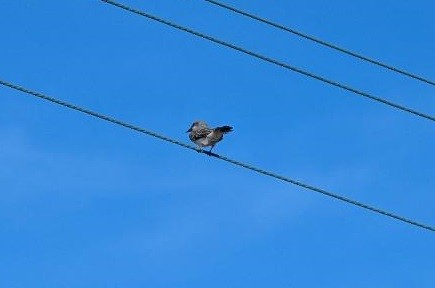 Gray Kingbird - ML643440477