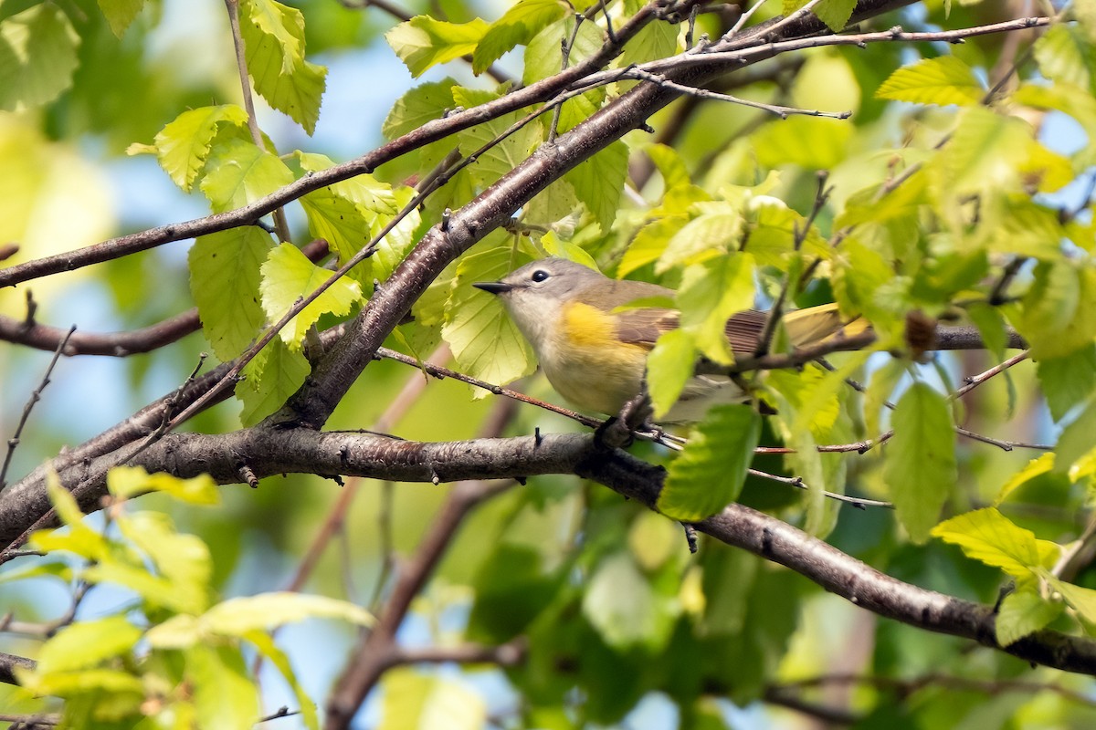 American Redstart - ML643440484