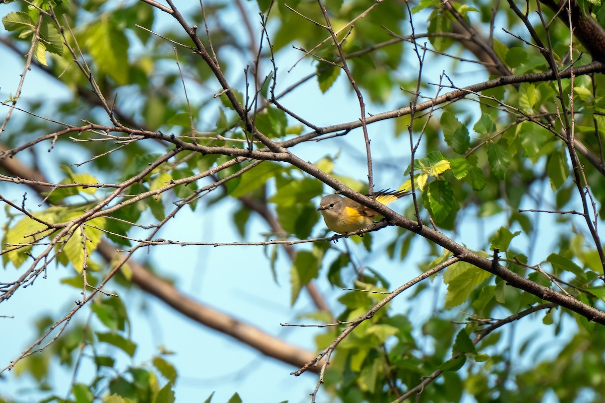 American Redstart - ML643440485