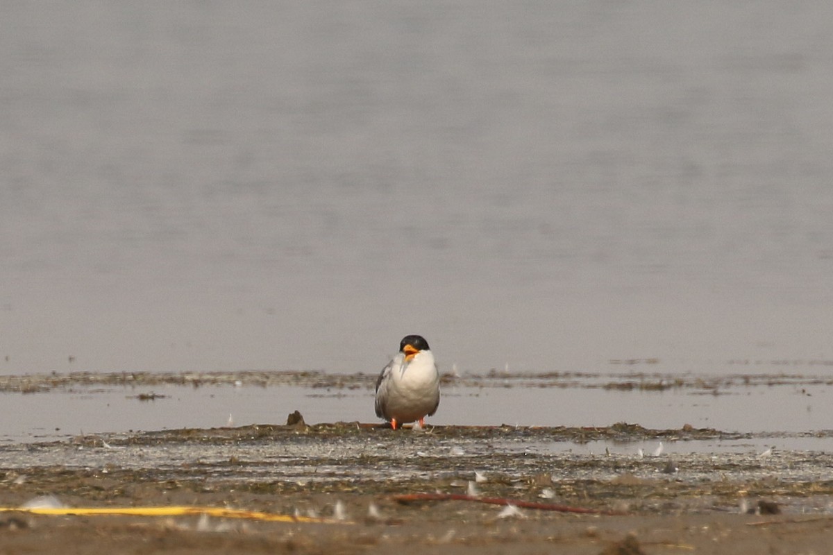 River Tern - ML643440490