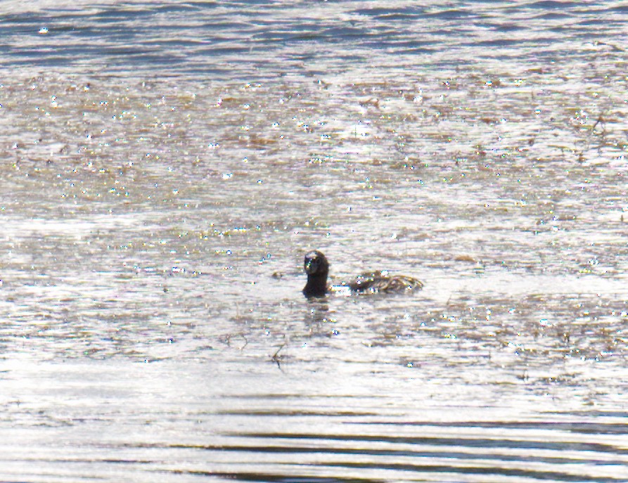 Pied-billed Grebe - ML643440491