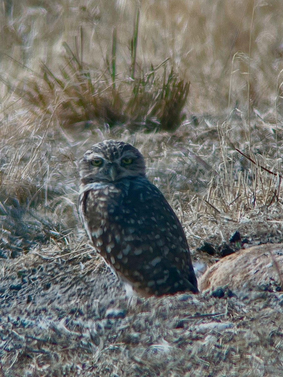 Burrowing Owl - ML643440492