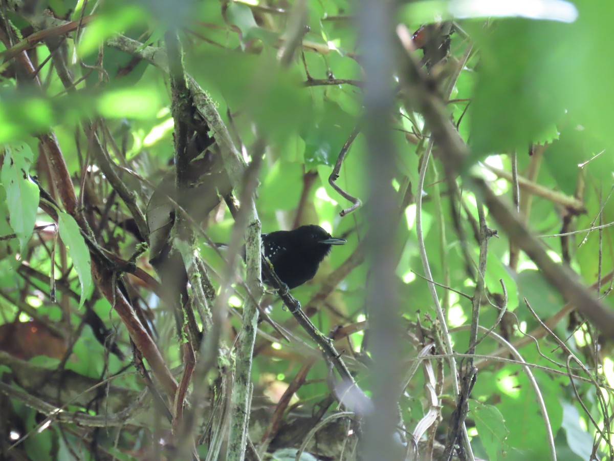Dot-winged Antwren - ML643440501