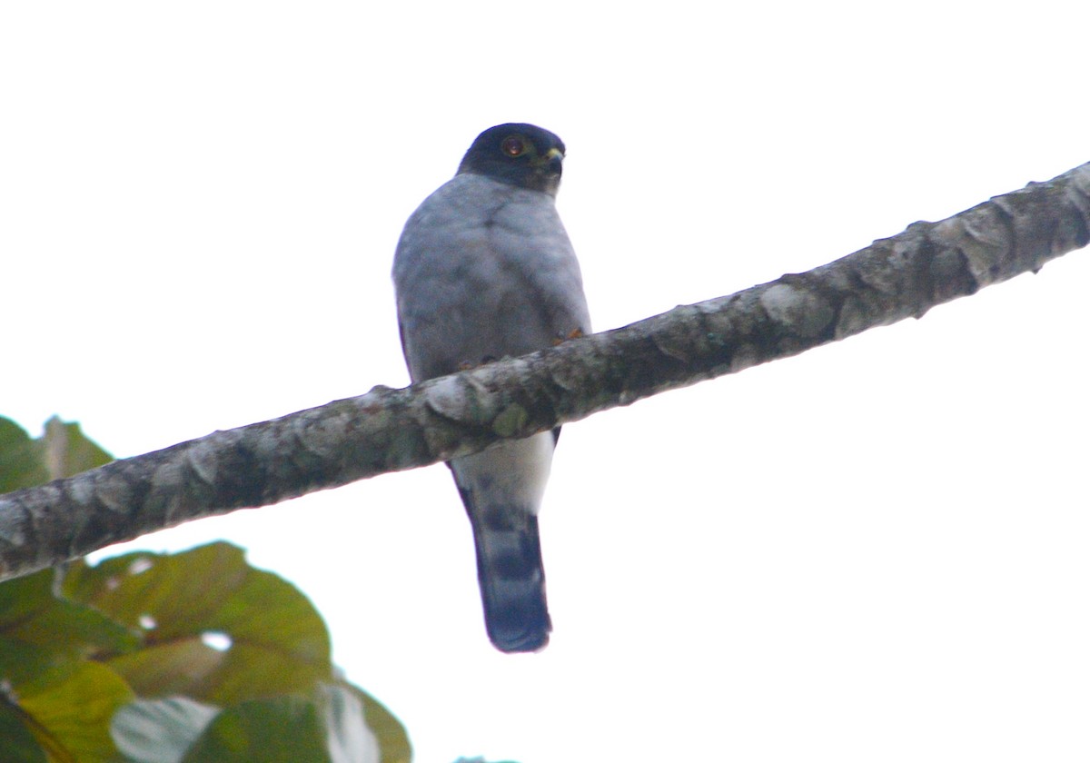 Rufous-thighed Kite - ML643440502