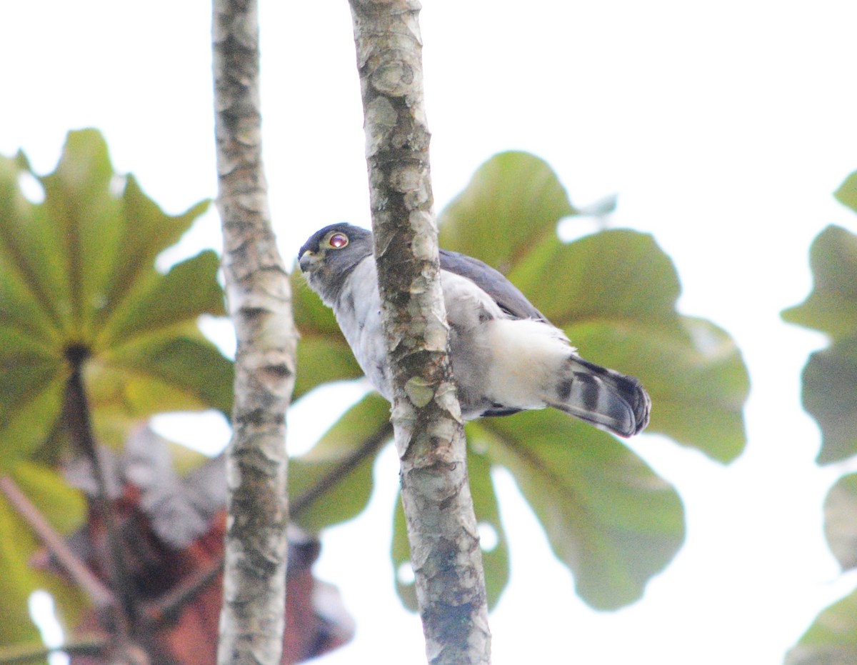 Rufous-thighed Kite - ML643440503