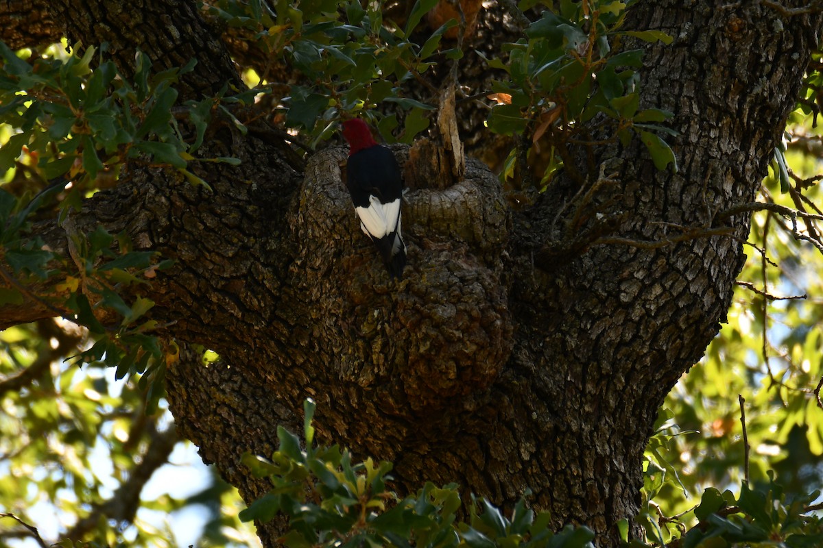 Red-headed Woodpecker - ML643440507