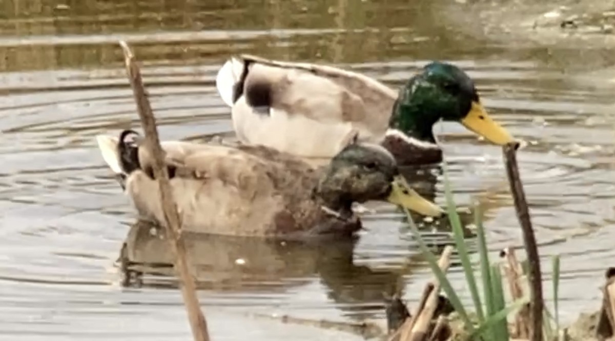 Mallard - ML643440508