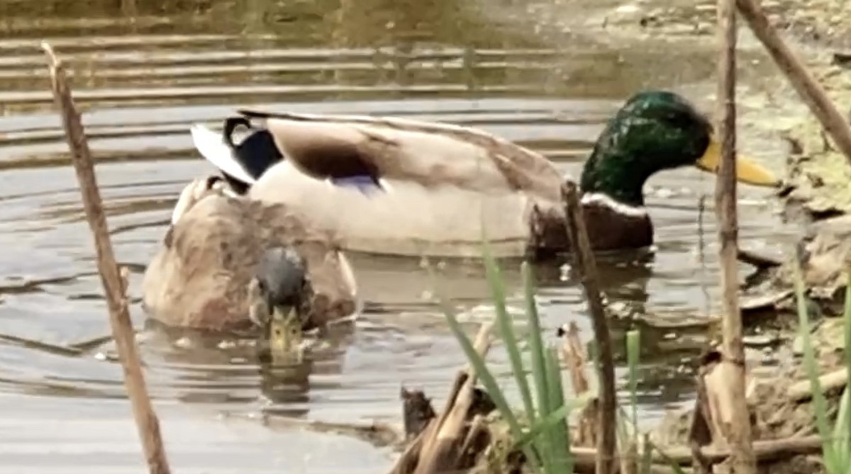 Mallard - ML643440509
