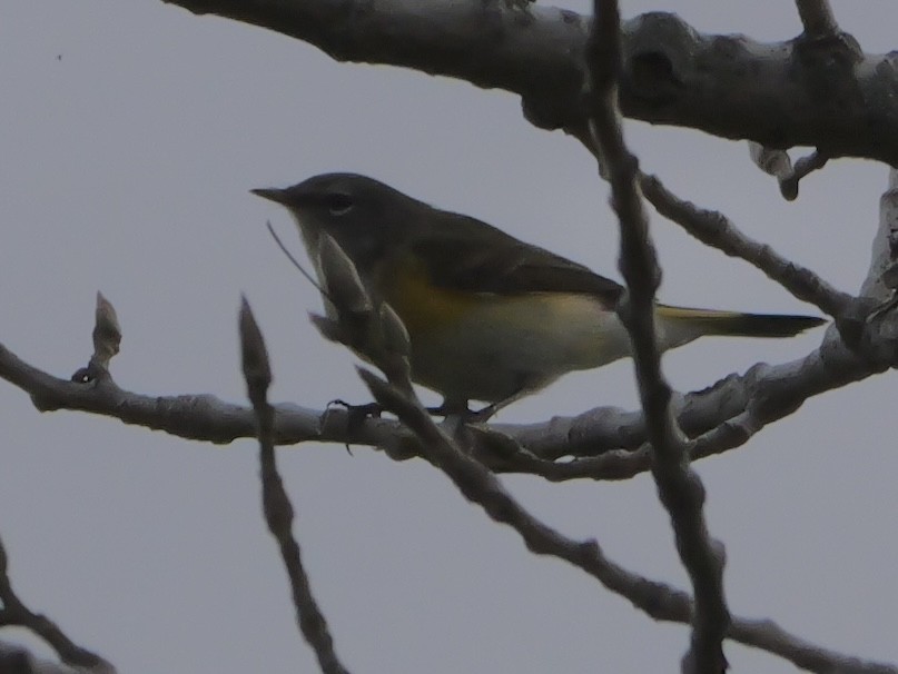 American Redstart - ML643440511