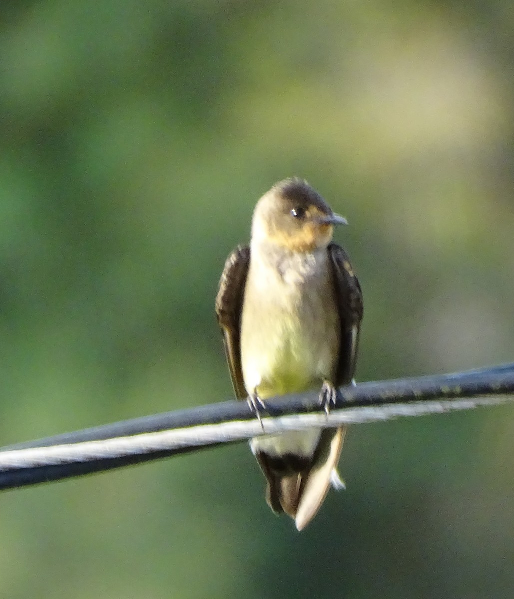 Southern Rough-winged Swallow - ML643440512