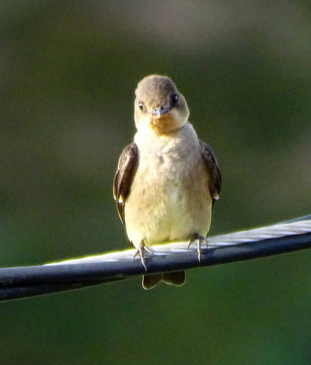 Southern Rough-winged Swallow - ML643440513