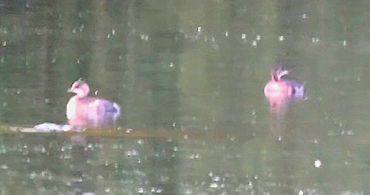 Little Grebe - ML643440514
