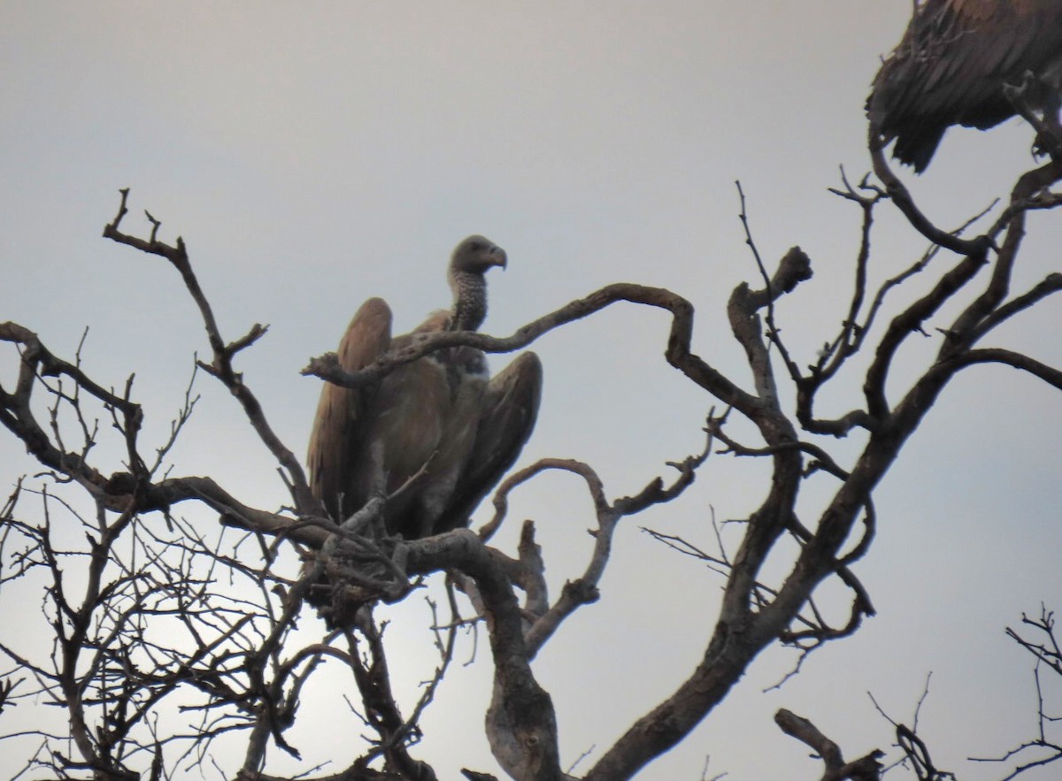 White-backed Vulture - ML643440515