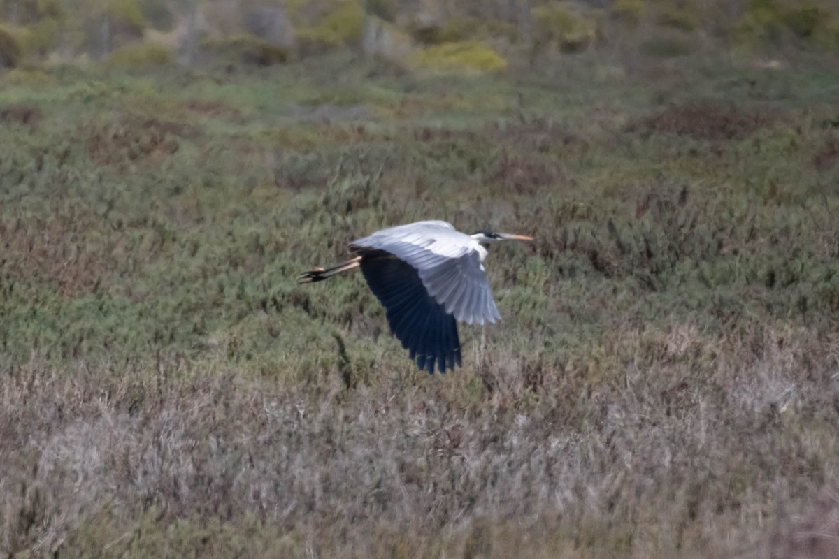 Cocoi Heron - ML643440516