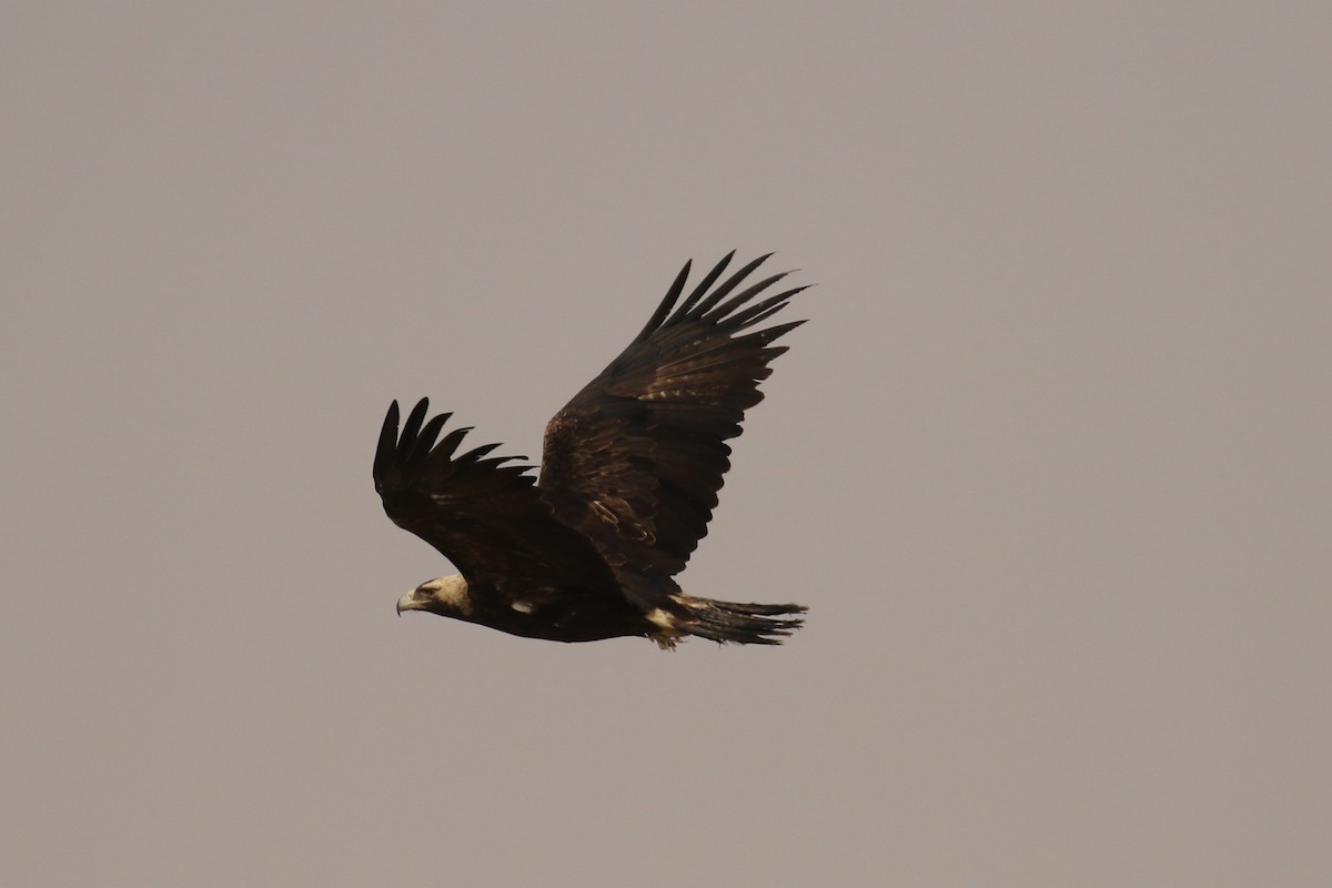 Imperial Eagle - ML643440517