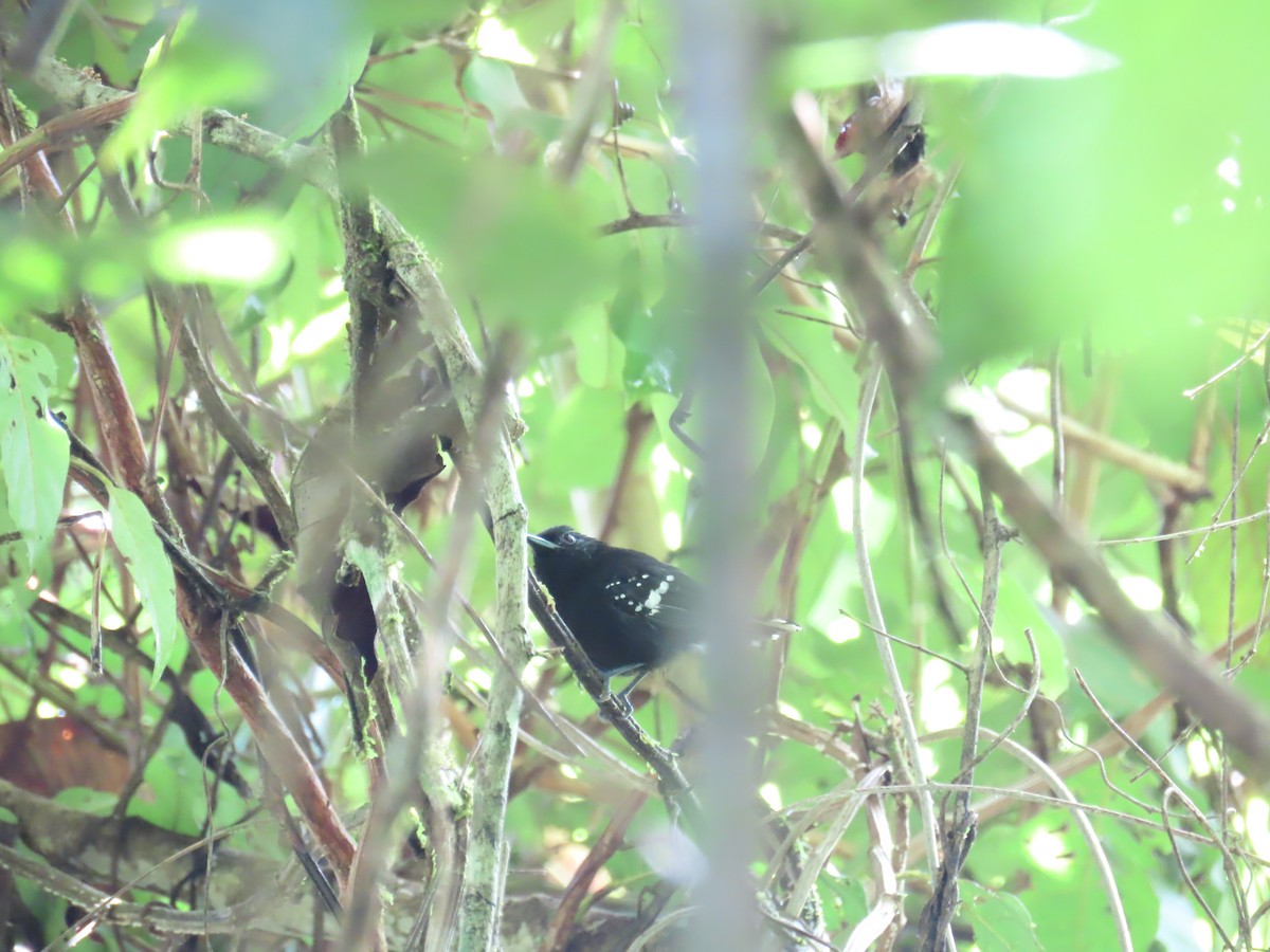 Dot-winged Antwren - ML643440519