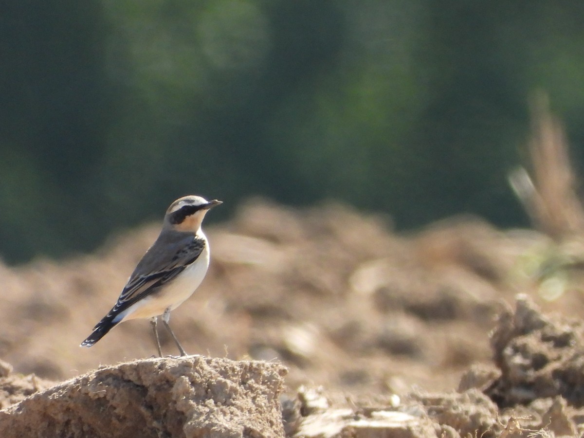 Northern Wheatear - ML643440520