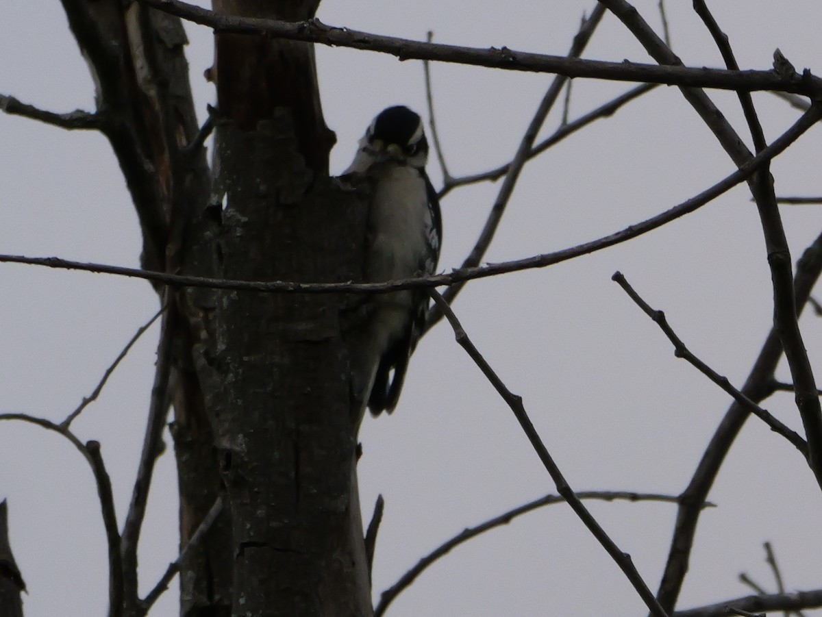 Rose-breasted Grosbeak - ML643440521