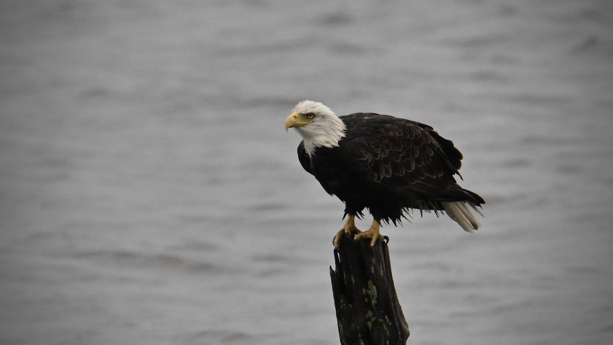 Bald Eagle - ML643440522