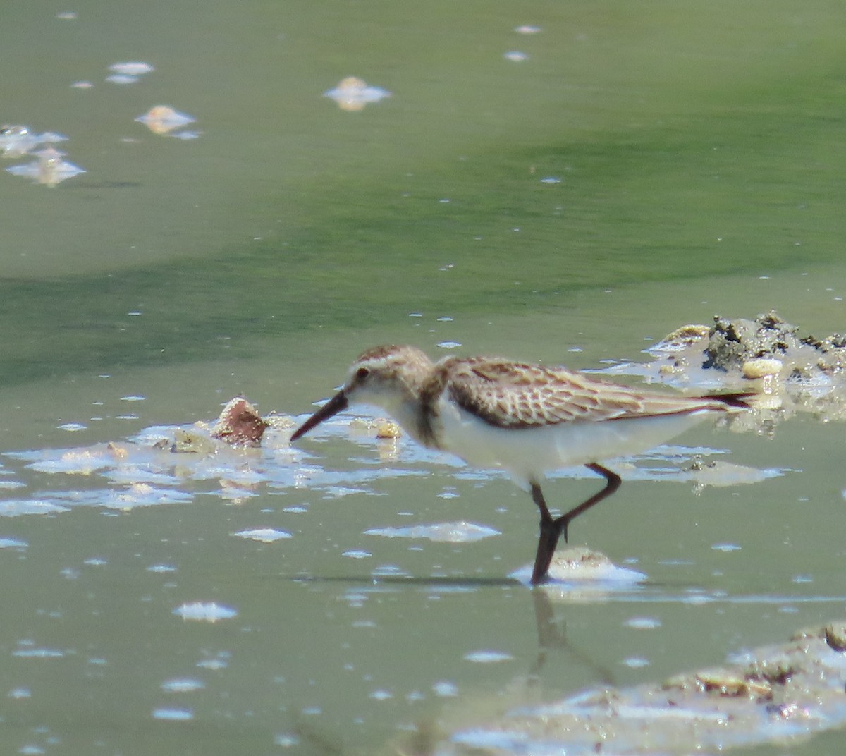 Semipalmated Sandpiper - ML643440523